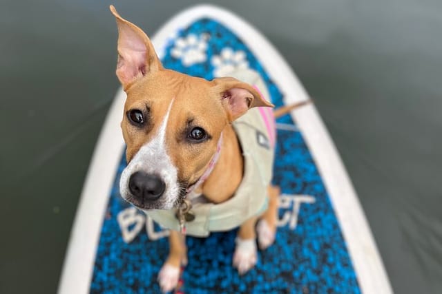 Private Paddle Boarding in Haleiwa with Rescue Dogs - Photo 1 of 9